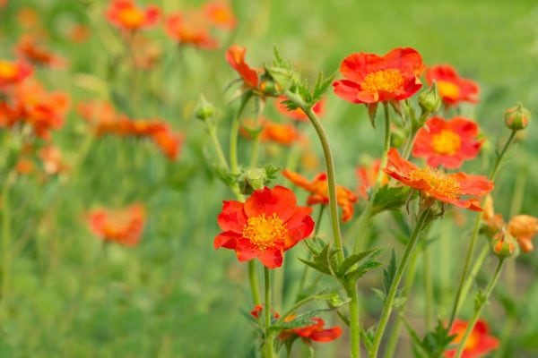 Geum -Mrs Bradshaw - 2 litre pot