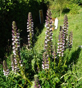 Acanthus - Mollis - Enchanted Gardens Kent