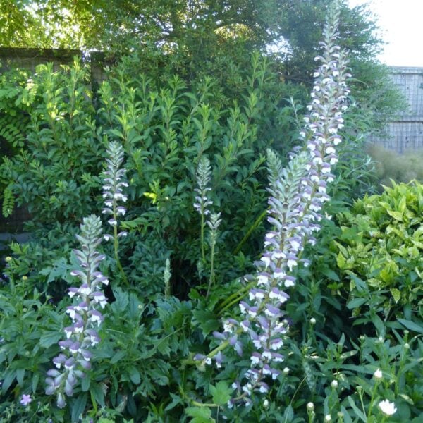 Acanthus - Mollis -  5 Litre Pot