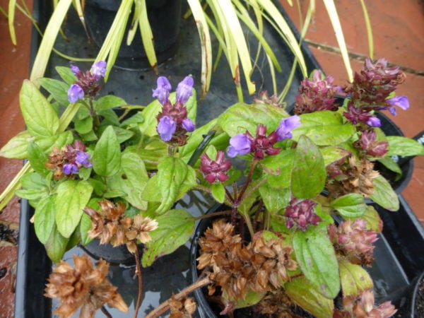 Prunella Freelander Blue - Self-Heal- 2 litre pot - Image 2