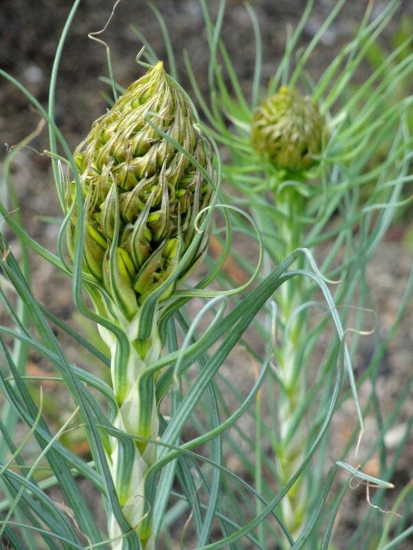 Asphodeline - Lutea 2 litres pot - Image 4