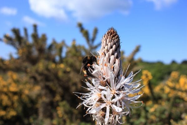 Asphodeline Fistulosus  2 litre pot