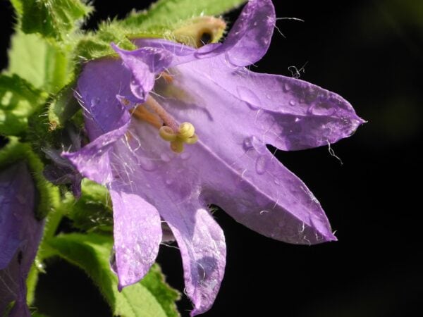 Campanula - Latifolia  - 2 litre pot - Image 4