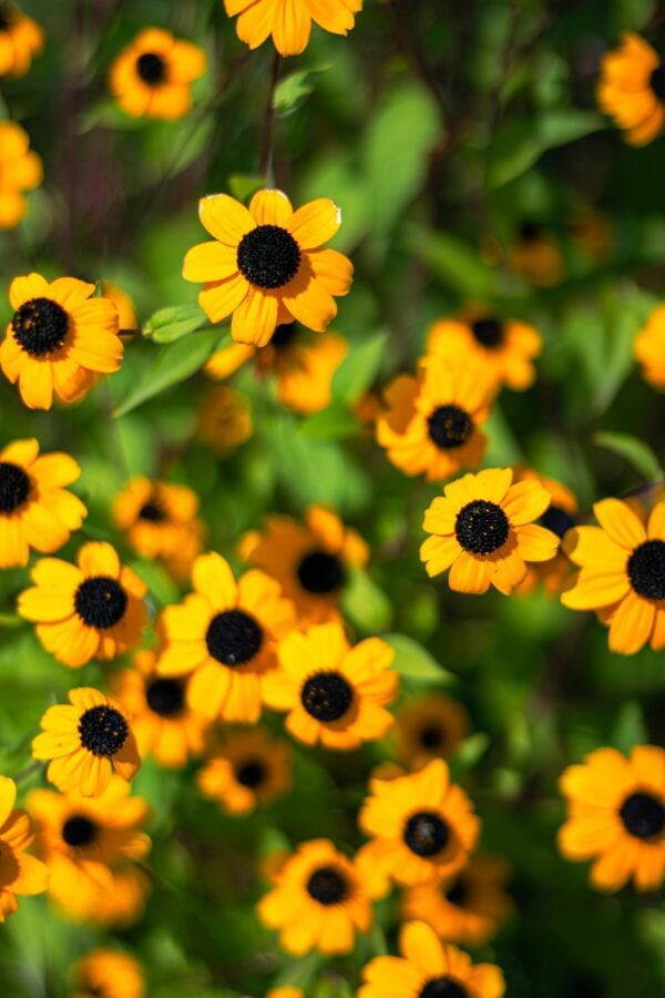 Rudbekia - Triloba -2 litre pot - Image 4