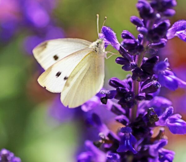 Salvia - Amistad - 2 litre pot - Available from June - Image 3