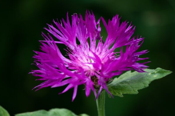 Centaurea - Dealbata (Cornflower) - 2 litre pot - Image 2