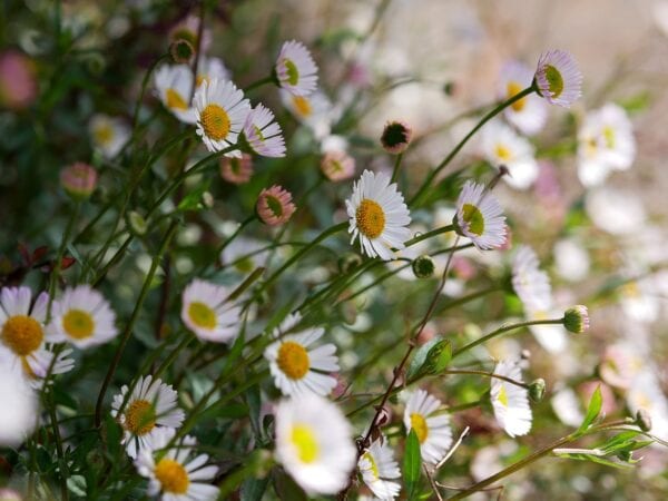 Erigeron Karvinskianus (Mexican fleabane) 2 litre pot