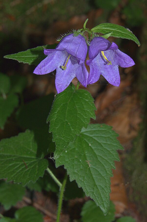 Campanula - Latifolia  - 2 litre pot - Image 3