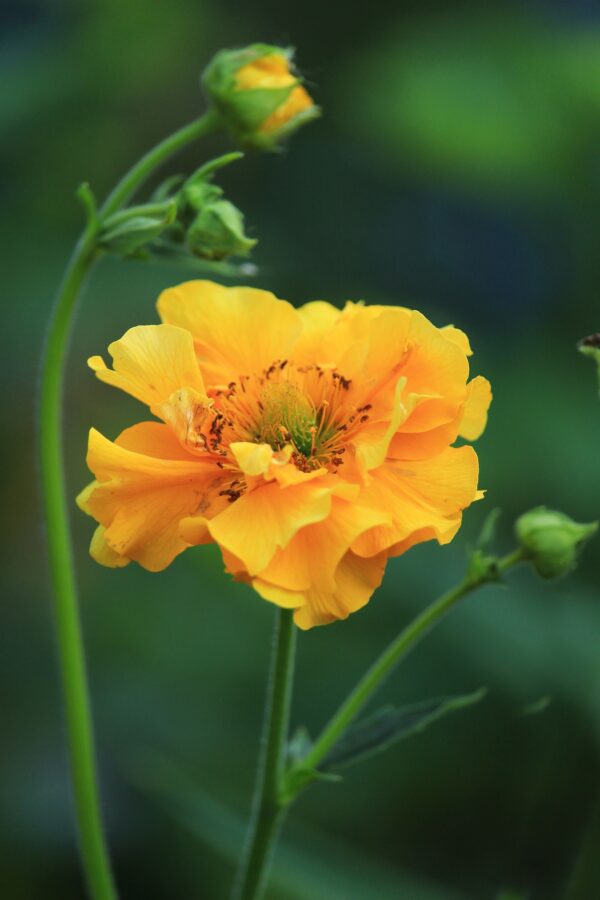 Geum - Lady Stratheden -2 litre pot