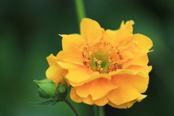 Geum - Lady Stratheden -2 litre pot - Image 3