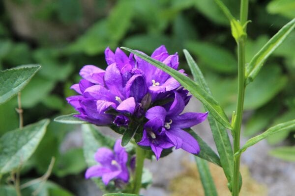 Campanula - Glomerata - 2 litre pot - Image 3