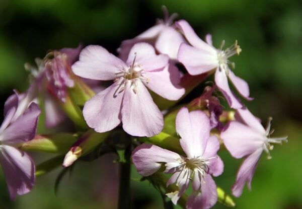 Saponaria Officinalis -Soap Wort- MOTH HOST PLANT! - 2 litre pot - Image 3