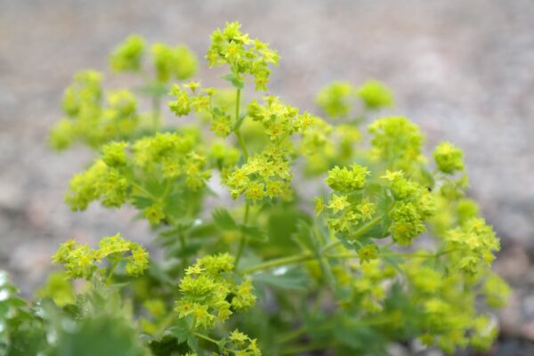 Alchemilla Mollis  -  2 litre pot