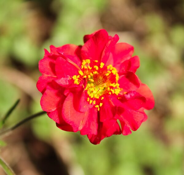 Geum -Mrs Bradshaw - 2 litre pot - Image 2