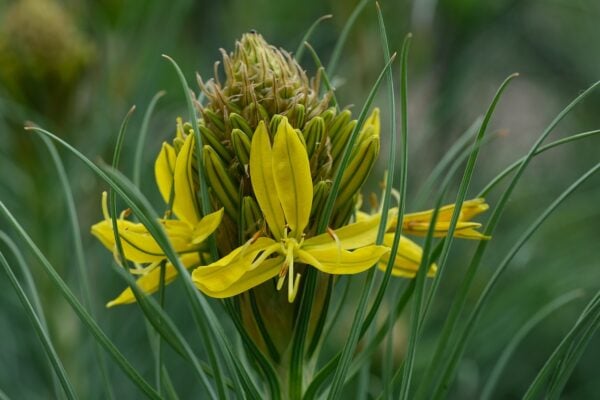 Asphodeline - Lutea 2 litres pot - Image 3