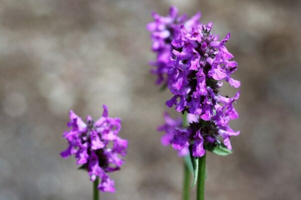 Stachys - Officinalis -Betony - 2 litre pot - Image 2