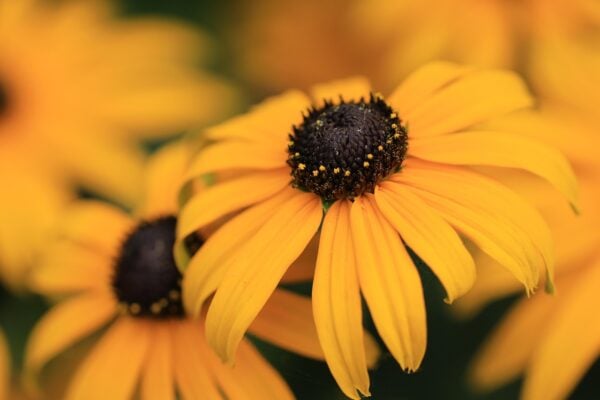 Rudbekia - Goldsturm -2 litre pot