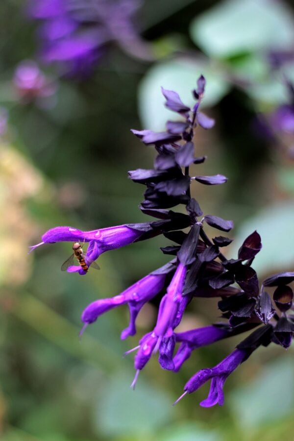 Salvia - Amistad - 2 litre pot - Available from June - Image 2