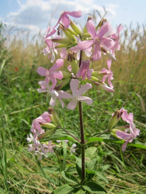 Saponaria Officinalis -Soap Wort- MOTH HOST PLANT! - 2 litre pot - Image 2