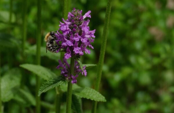 Stachys - Officinalis -Betony - 2 litre pot