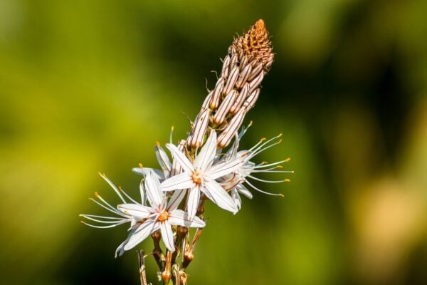 Asphodeline Fistulosus  2 litre pot - Image 3