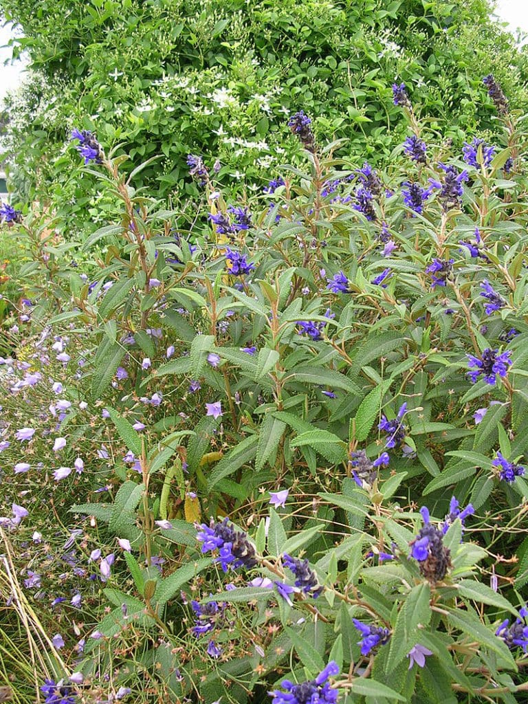 Salvia Corrugata (2 litres) Available from Mid-July - Enchanted Gardens ...