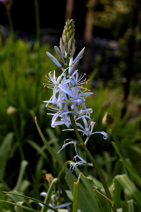 Camassia Leichtlinii Alba  - 5 bulbs - 2 litre pot - Image 2