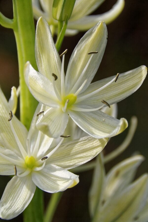 Camassia Leichtlinii Alba  - 5 bulbs - 2 litre pot