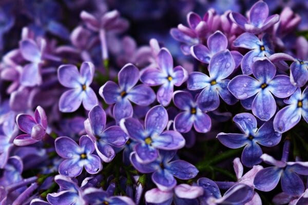 White & Pale mauve Lilac - Syringa 5 litre - Image 3