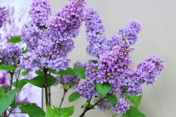 White & Pale mauve Lilac - Syringa 5 litre - Image 2