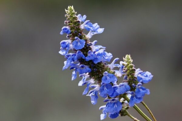 Salvia - Uliginosa Sage -  5 litre pot - Available from Mid-July