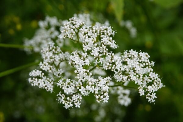 Valeriana officinalis - All heal - 2 litre Tall pot - Image 5