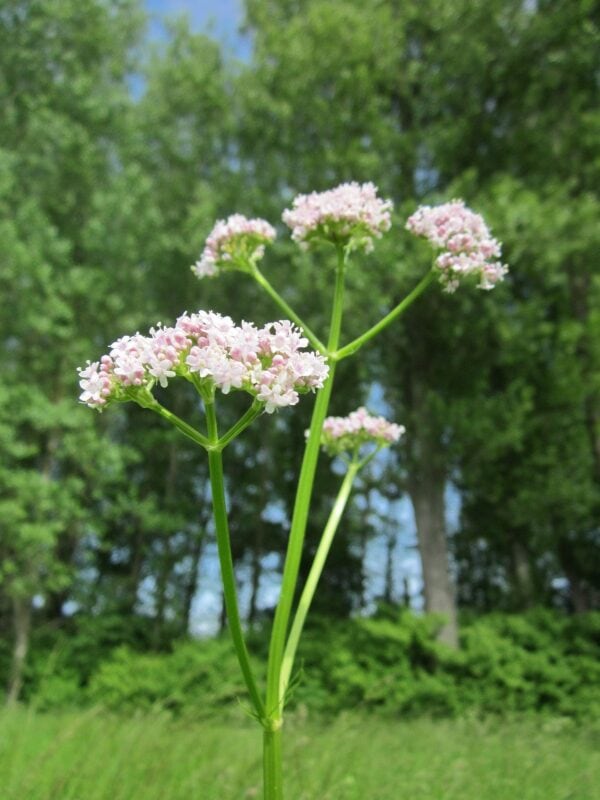 Valeriana officinalis - All heal - 2 litre Tall pot - Image 4