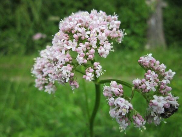 Valeriana officinalis - All heal - 2 litre Tall pot