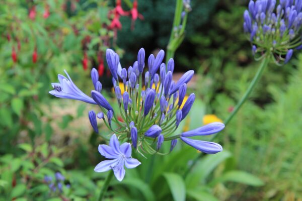 Agapanthus Blue  3-4 Bulbs  5 litre Pot - Image 3