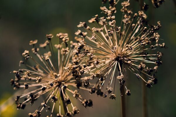 Allium Purple Sensation - 3 bulbs in 2 litre pot - Image 5