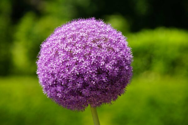 Allium Purple Sensation - 3 bulbs in 2 litre pot - Image 2