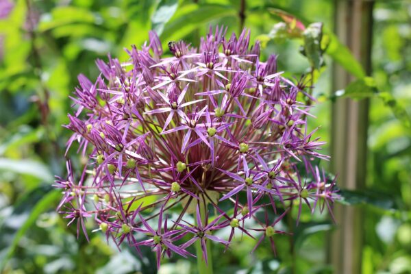 Allium Christophii - The Star of Persia - 2 bulbs in a 2 litre pot