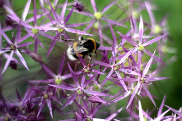 Allium Christophii - The Star of Persia - 2 bulbs in a 2 litre pot - Image 2