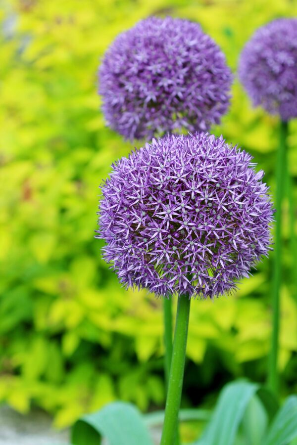 Allium Purple Sensation - 3 bulbs in 2 litre pot