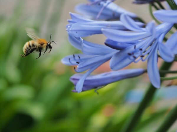 Agapanthus Blue  3-4 Bulbs  5 litre Pot - Image 2