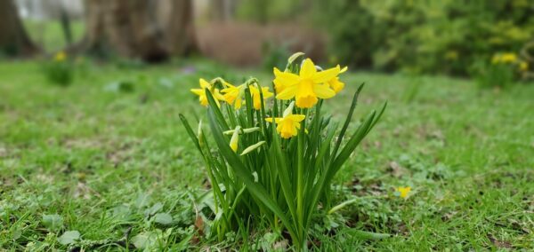 NARCISSUS Unsurpassable (Deep Golden Yellow) 5 bulbs in 2 litre pot. - Image 4