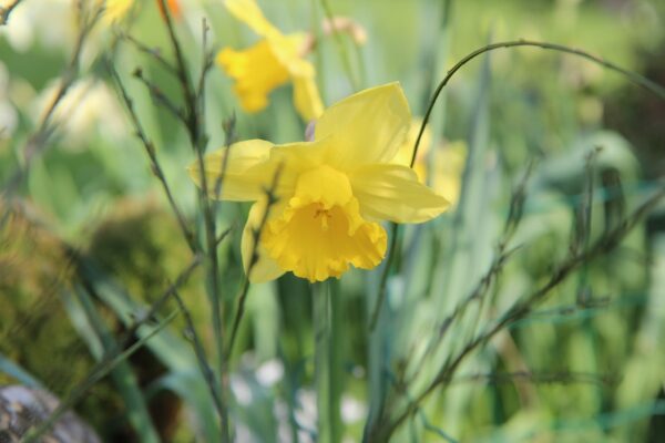 NARCISSUS Unsurpassable (Deep Golden Yellow) 5 bulbs in 2 litre pot.