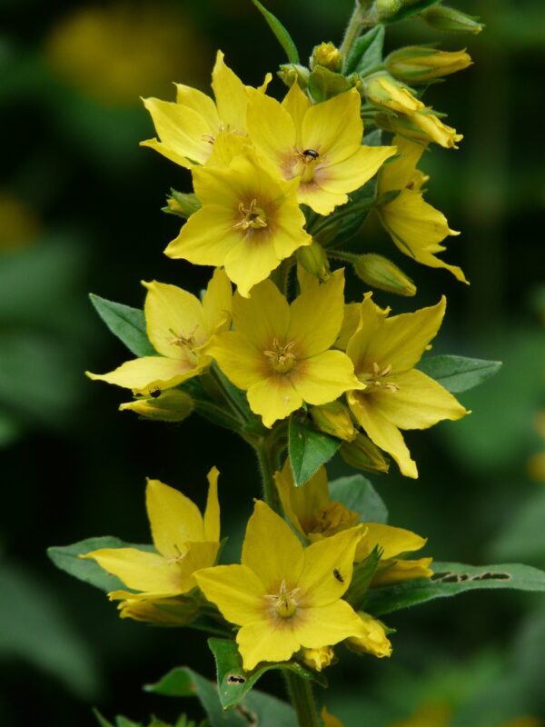 Lysimachia Punctata 2 litre pot - Image 2