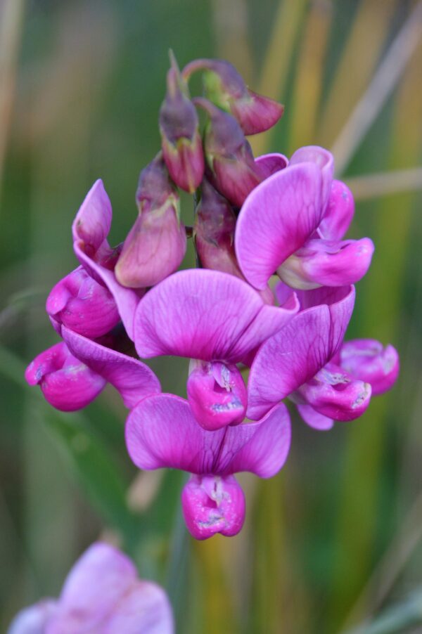 Sweet Pea Perennial or Everlasting 2 litre pot - Image 2