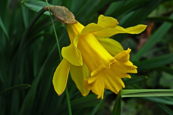 NARCISSUS Unsurpassable (Deep Golden Yellow) 5 bulbs in 2 litre pot. - Image 2