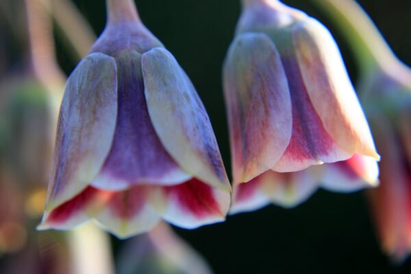 Allium Nectaroscordum - 3 bulbs in 2 litre pot - Image 4