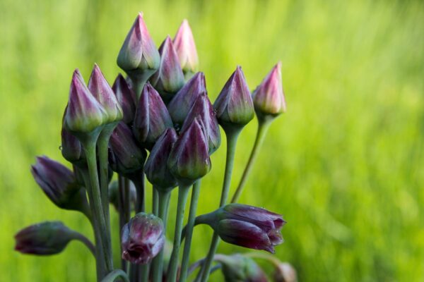 Allium Nectaroscordum - 3 bulbs in 2 litre pot - Image 3