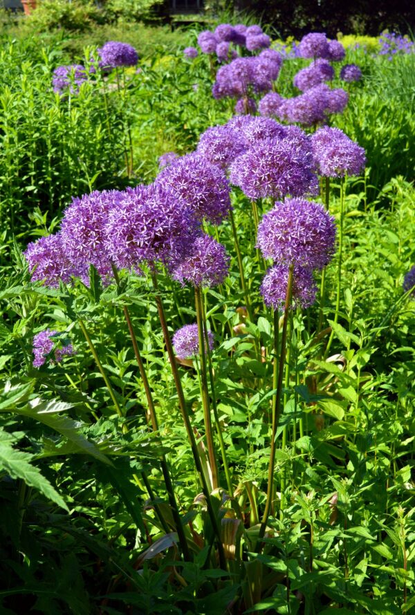 Allium Purple Sensation - 3 bulbs in 2 litre pot - Image 3