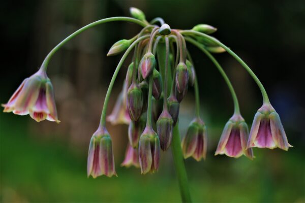 Allium Nectaroscordum - 3 bulbs in 2 litre pot